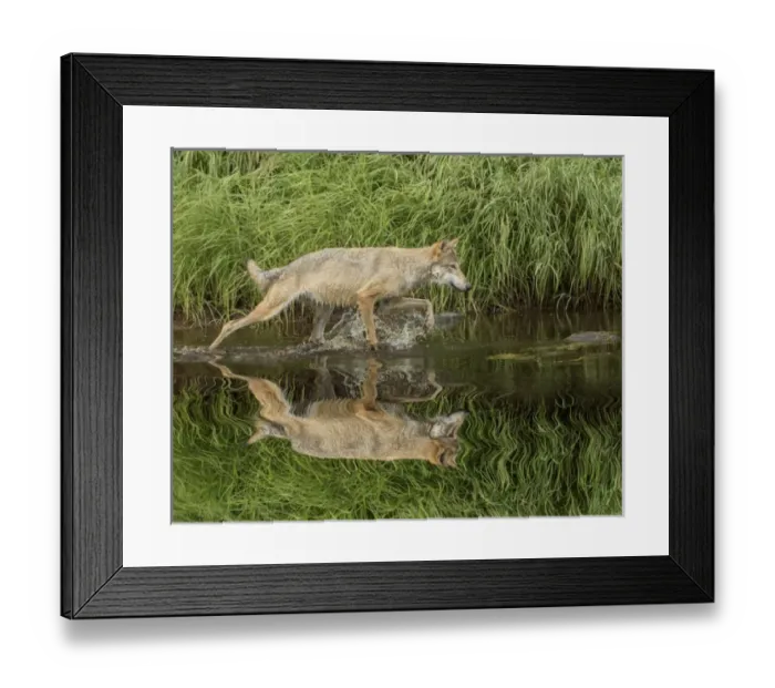 Framed Print : Gray Wolf running through water, Canis lupus (Controlled Situation) Minnesota
