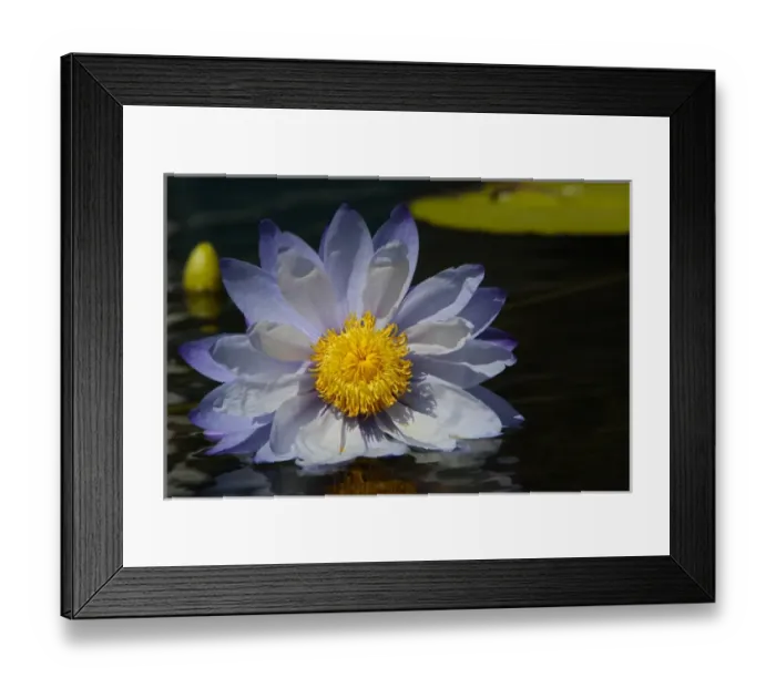 Framed Print : Water Lily and lilypads, Como Park Zoo and Conservatory, Minneapolis, Minnesota