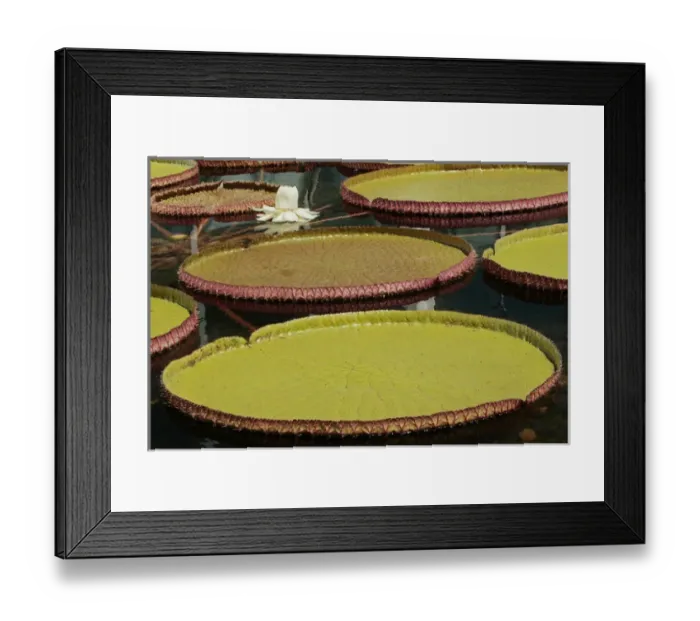 Framed Print : Giant Amazonian Water Lilies, Como Park Zoo and Conservatory, Minneapolis, Minnesota Framed Print : Giant Amazonian Water Lilies, Como Park Zoo and Conservatory, Minneapolis, Minnesota