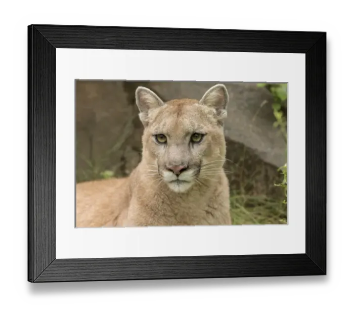 Framed Print : Adult Mountain Lion, Puma concolor (Controlled Situation) Minnesota Framed Print : Adult Mountain Lion, Puma concolor (Controlled Situation) Minnesota