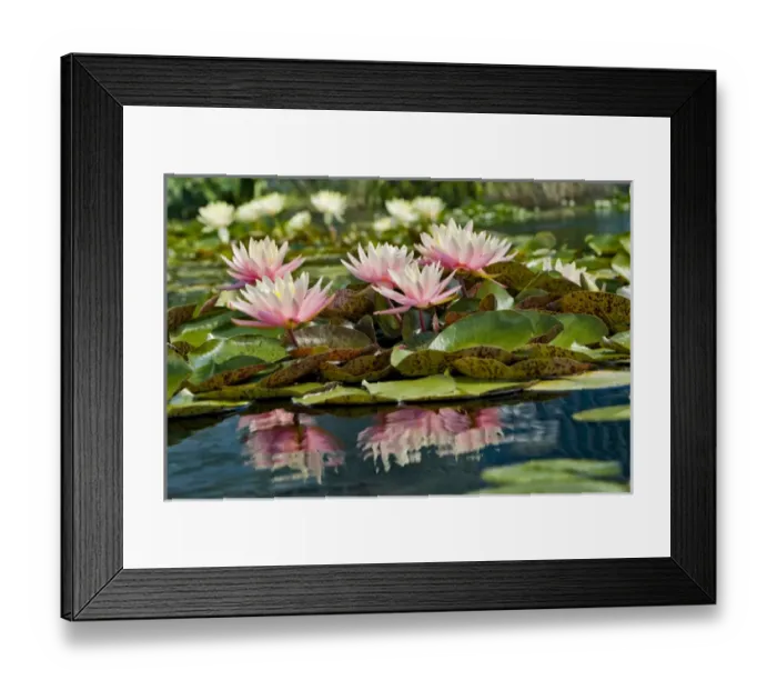 Framed Print : Water Lily and lilypads, Como Park Zoo and Conservatory, Minneapolis, Minnesota Framed Print : Water Lily and lilypads, Como Park Zoo and Conservatory, Minneapolis, Minnesota