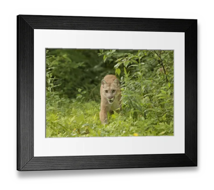 Framed Print : Adult Mountain Lion, Puma concolor (Controlled Situation) Minnesota Framed Print : Adult Mountain Lion, Puma concolor (Controlled Situation) Minnesota
