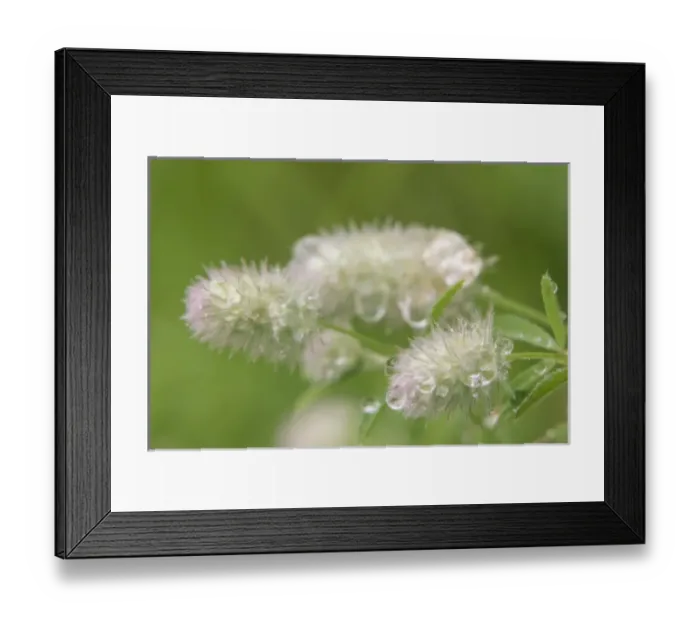 Framed Print : Wildflower, Flower, Minnesota Framed Print : Wildflower, Flower, Minnesota
