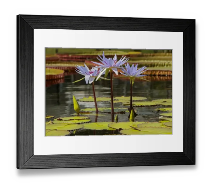Framed Print : Water Lily and lilypads, Como Park Zoo and Conservatory, Minneapolis, Minnesota Framed Print : Water Lily and lilypads, Como Park Zoo and Conservatory, Minneapolis, Minnesota