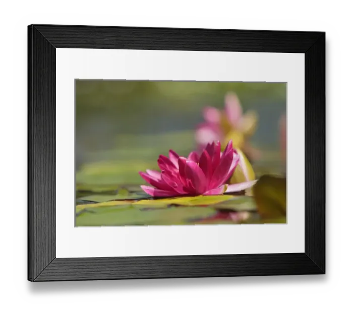 Framed Print : Water Lily and lilypads, Como Park Zoo and Conservatory, Minneapolis, Minnesota Framed Print : Water Lily and lilypads, Como Park Zoo and Conservatory, Minneapolis, Minnesota