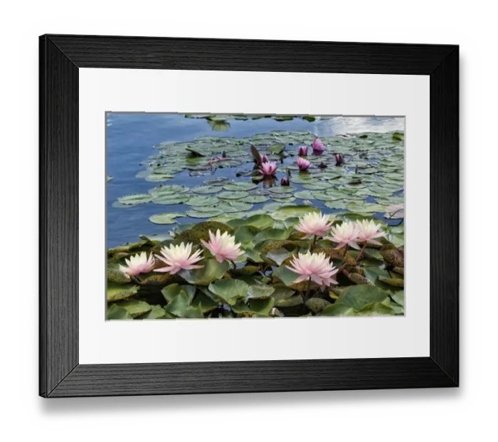 Framed Print : Water Lily and lilypads, Como Park Zoo and Conservatory, Minneapolis, Minnesota Framed Print : Water Lily and lilypads, Como Park Zoo and Conservatory, Minneapolis, Minnesota