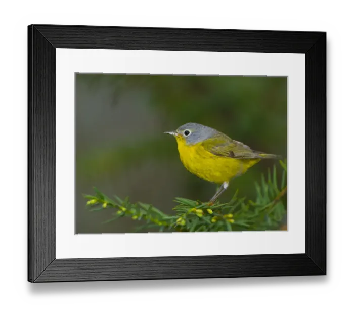 Framed Print : North America, USA, Minnesota, Mendota Heights, NashvilleWarbler perched on a branch Framed Print : North America, USA, Minnesota, Mendota Heights, NashvilleWarbler perched on a branch