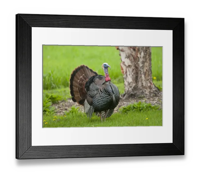 Framed Print : North America, USA, Minnesota, Mendota Heights, Wild Tom Turkey in urban yard Displaying Framed Print : North America, USA, Minnesota, Mendota Heights, Wild Tom Turkey in urban yard Displaying
