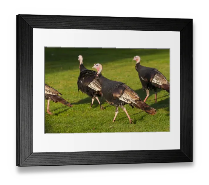 Framed Print : North America, USA, Minnesota, Mendota Heights, Acacia Cemetary, Wild Tom Turkey Flock Framed Print : North America, USA, Minnesota, Mendota Heights, Acacia Cemetary, Wild Tom Turkey Flock