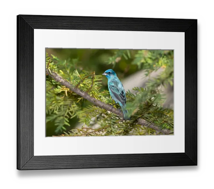 Framed Print : North America, USA, Minnesota, Mendota Heights, Indigo Bunting perched on a branch Framed Print : North America, USA, Minnesota, Mendota Heights, Indigo Bunting perched on a branch