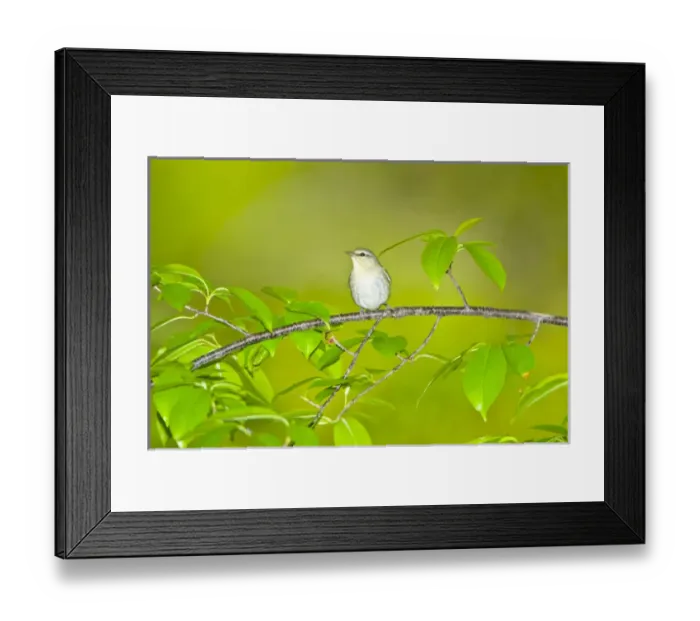 Framed Print : North America, USA, Minnesota, Mendota Heights, Tennessee Warbler perched on a branch Framed Print : North America, USA, Minnesota, Mendota Heights, Tennessee Warbler perched on a branch