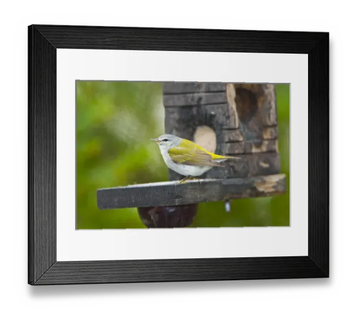 Framed Print : North America, USA, Minnesota, Mendota Heights, Tennessee Warbler perched on Jelly Framed Print : North America, USA, Minnesota, Mendota Heights, Tennessee Warbler perched on Jelly