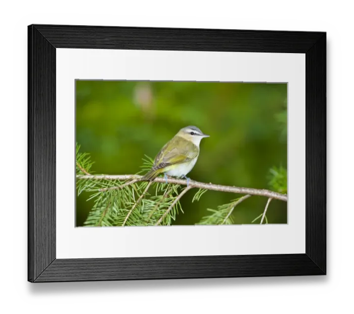 Framed Print : North America, USA, Minnesota, Mendota Heights, Red-eyed vireo perched on a branch Framed Print : North America, USA, Minnesota, Mendota Heights, Red-eyed vireo perched on a branch