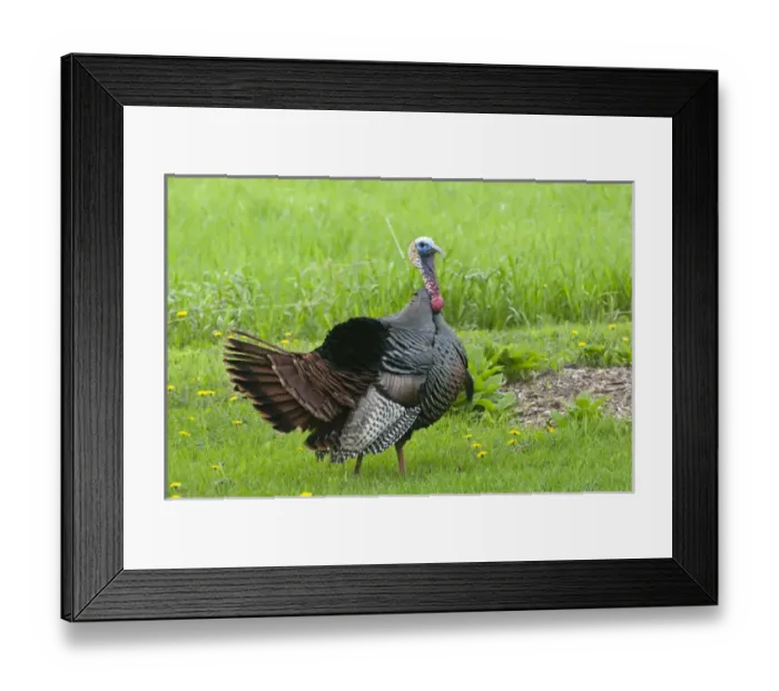 Framed Print : North America, USA, Minnesota, Mendota Heights, Wild Tom Turkey in urban yard Displaying Framed Print : North America, USA, Minnesota, Mendota Heights, Wild Tom Turkey in urban yard Displaying