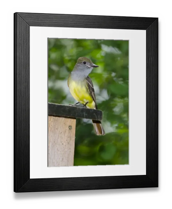Framed Print : North America, USA, Minnesota, Mendota Heights, Great-crested Flycatcher perched