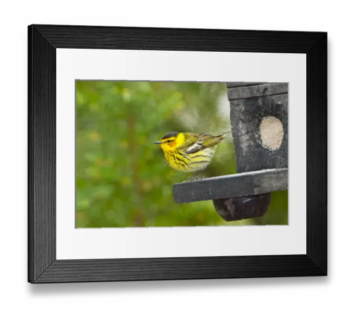 Framed Print : North America, USA, Minnesota, Mendota Heights, Cape May Warbler perched on Jelly