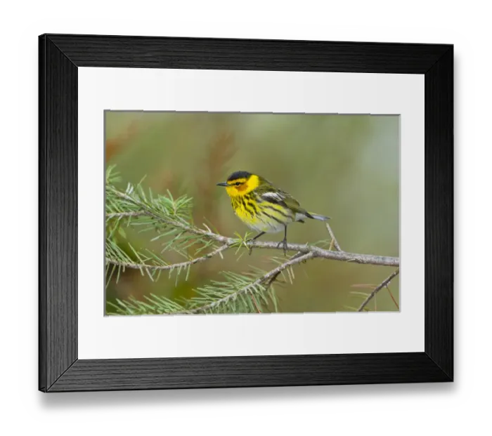 Framed Print : North America, USA, Minnesota, Mendota Heights, Cape May Warbler perched on a branch Framed Print : North America, USA, Minnesota, Mendota Heights, Cape May Warbler perched on a branch