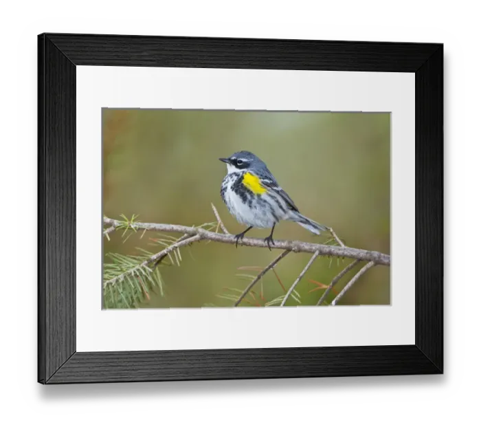 Framed Print : North America, USA, Minnesota, Mendota Heights, Cape May Warbler perched on a branch Framed Print : North America, USA, Minnesota, Mendota Heights, Cape May Warbler perched on a branch