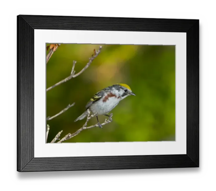 Framed Print : North America, USA, Minnesota, Mendota Heights, Chestnut-sided Warbler perched on a branch Framed Print : North America, USA, Minnesota, Mendota Heights, Chestnut-sided Warbler perched on a branch