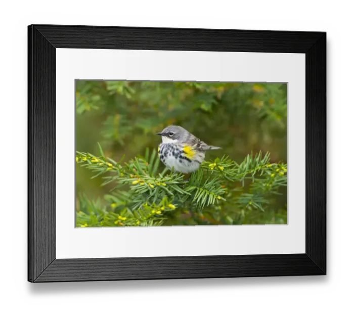 Framed Print : North America, USA, Minnesota, Mendota Heights, Yellow-Rumped warbler perched on branch Framed Print : North America, USA, Minnesota, Mendota Heights, Yellow-Rumped warbler perched on branch