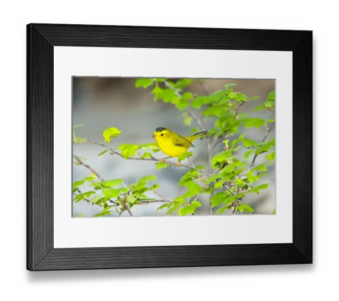 Framed Print : North America, USA, Minnesota, Mendota Heights, Wilsons Warbler perched on a branch Framed Print : North America, USA, Minnesota, Mendota Heights, Wilsons Warbler perched on a branch