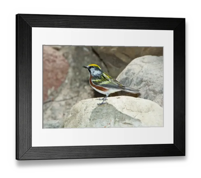 Framed Print : North America, USA, Minnesota, Mendota Heights, Chestnut-sided Warbler perched on Rock