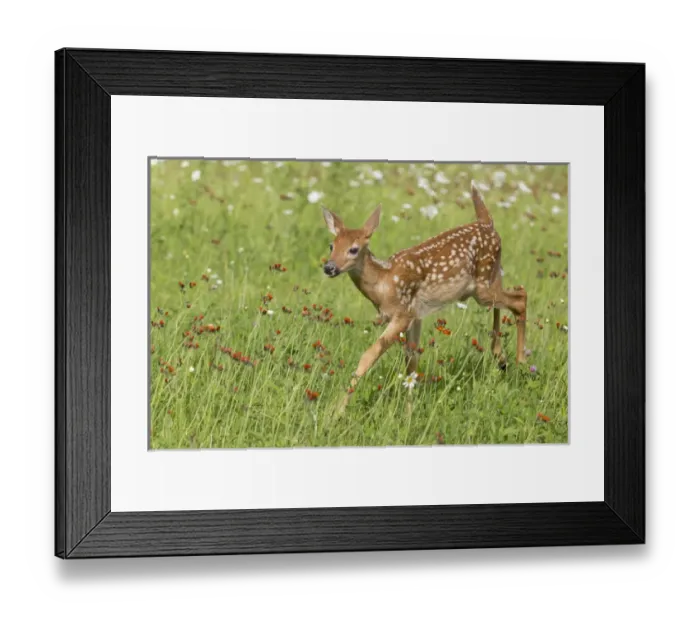 Framed Print : USA, Minnesota, Sandstone, Minnesota Wildlife Connection. White-tailed deer fawn in meadow Framed Print : USA, Minnesota, Sandstone, Minnesota Wildlife Connection. White-tailed deer fawn in meadow