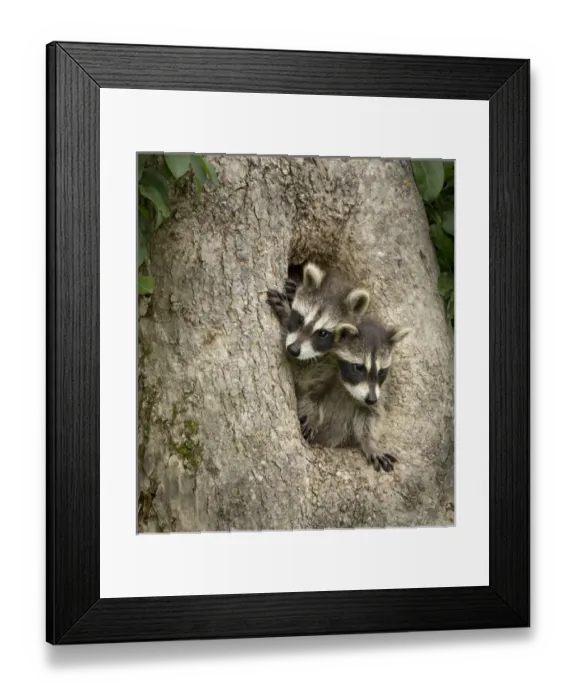 Framed Print : USA, Minnesota, Sandstone, Minnesota Wildlife Connection. Raccoon pair in a hollow tree