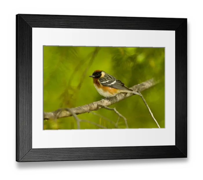 Framed Print : North America, USA, Minnesota, Mendota Heights, Warbler perched on a branch