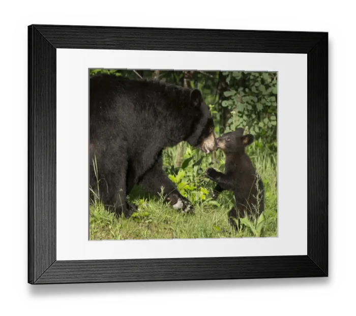 Framed Print : USA, Minnesota, Sandstone, Minnesota Wildlife Connection. Black bear mother and cub