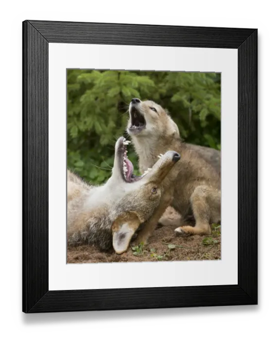Framed Print : USA, Minnesota, Sandstone, Minnesota Wildlife Connection. Coyote and pup howling Framed Print : USA, Minnesota, Sandstone, Minnesota Wildlife Connection. Coyote and pup howling