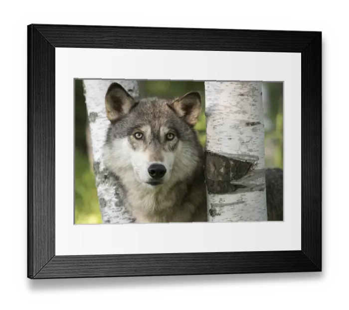 Framed Print : USA, Minnesota, Sandstone, Minnesota Wildlife Connection. Close-up of gray wolf between birch trees Framed Print : USA, Minnesota, Sandstone, Minnesota Wildlife Connection. Close-up of gray wolf between birch trees