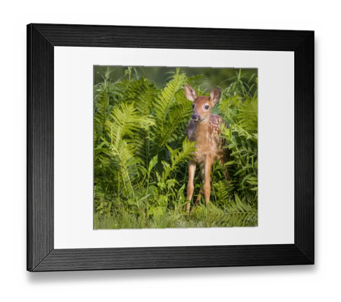 Framed Print : USA, Minnesota, Sandstone, Minnesota Wildlife Connection. White-tailed deer fawn standing in ferns Framed Print : USA, Minnesota, Sandstone, Minnesota Wildlife Connection. White-tailed deer fawn standing in ferns