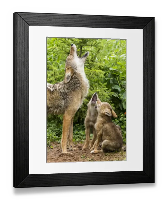 Framed Print : USA, Minnesota, Sandstone, Minnesota Wildlife Connection. Coyote mother and pups howling