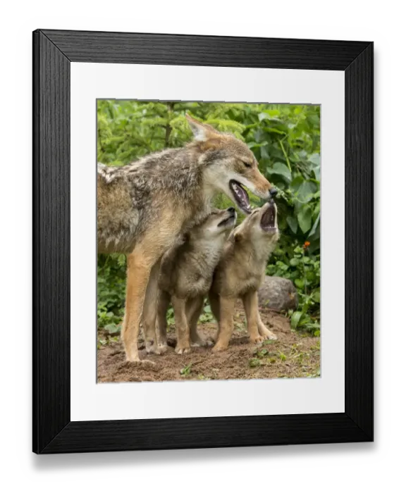 Framed Print : USA, Minnesota, Sandstone, Minnesota Wildlife Connection. Coyote mother and pups begin howling