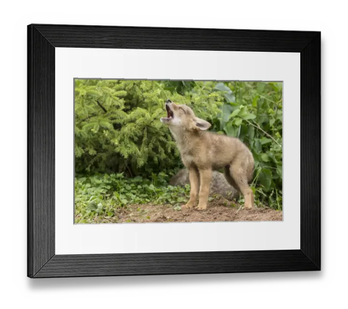 Framed Print : USA, Minnesota, Sandstone, Minnesota Wildlife Connection. Howling coyote pup. Credit as