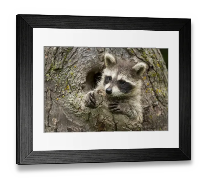 Framed Print : USA, Minnesota, Sandstone, Minnesota Wildlife Connection. Raccoon in a hollow tree