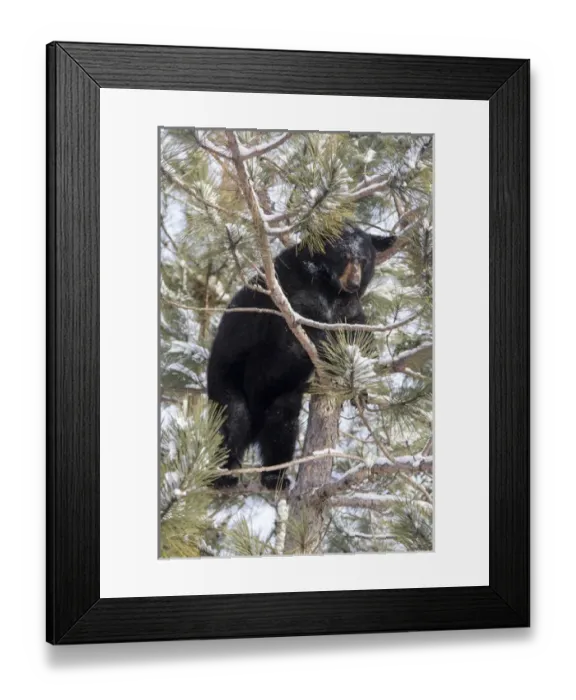 Framed Print : USA, Minnesota, Sandstone, Black Bear in Pine Tree Framed Print : USA, Minnesota, Sandstone, Black Bear in Pine Tree