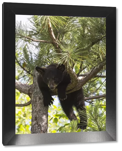 USA, Minnesota, Sandstone, Black Bear Cub Stuck in a Tree