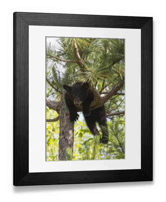 Framed Print : USA, Minnesota, Sandstone, Black Bear Cub Stuck in a Tree Framed Print : USA, Minnesota, Sandstone, Black Bear Cub Stuck in a Tree