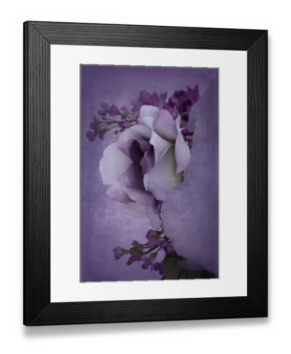 Framed Print : USA, Minnesota, Sandstone, Rose in Snow, Digitally Altered Framed Print : USA, Minnesota, Sandstone, Rose in Snow, Digitally Altered