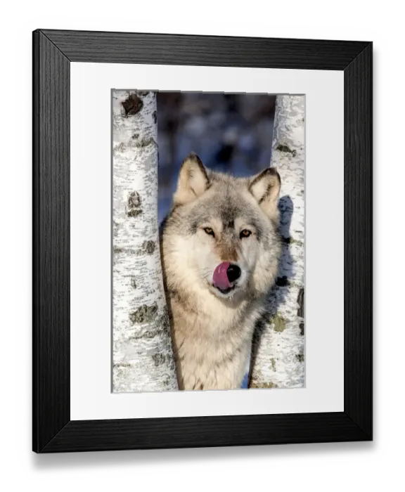 Framed Print : USA, Minnesota, Sandstone, Wolf in Birch Trees