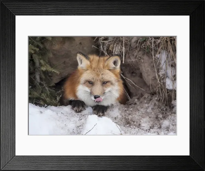 Framed Print : United States, Minnesota, Sandstone, Red Fox Emerging from Den Framed Print : United States, Minnesota, Sandstone, Red Fox Emerging from Den