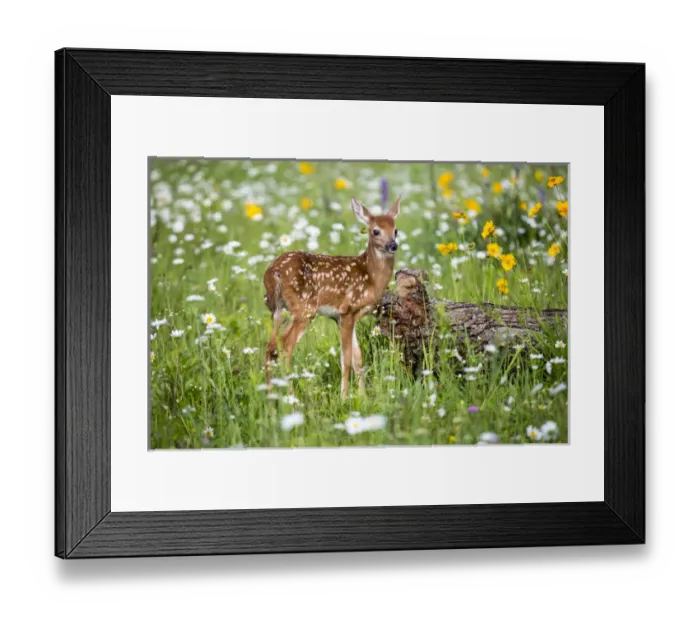 Framed Print : United States, Minnesota, Sandstone, Fawn Amongst the Wildflowers