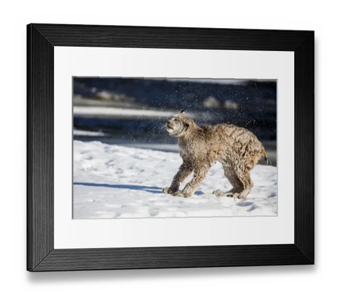 Framed Print : United States, Minnesota, Sandstone, Lynx Shaking Off the Water