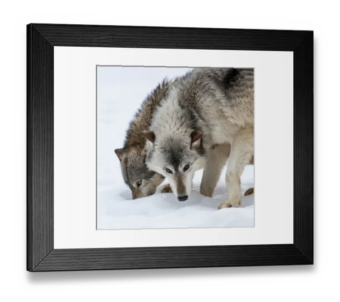 Framed Print : United States, Minnesota, Sandstone, Wolves Digging in the Snow