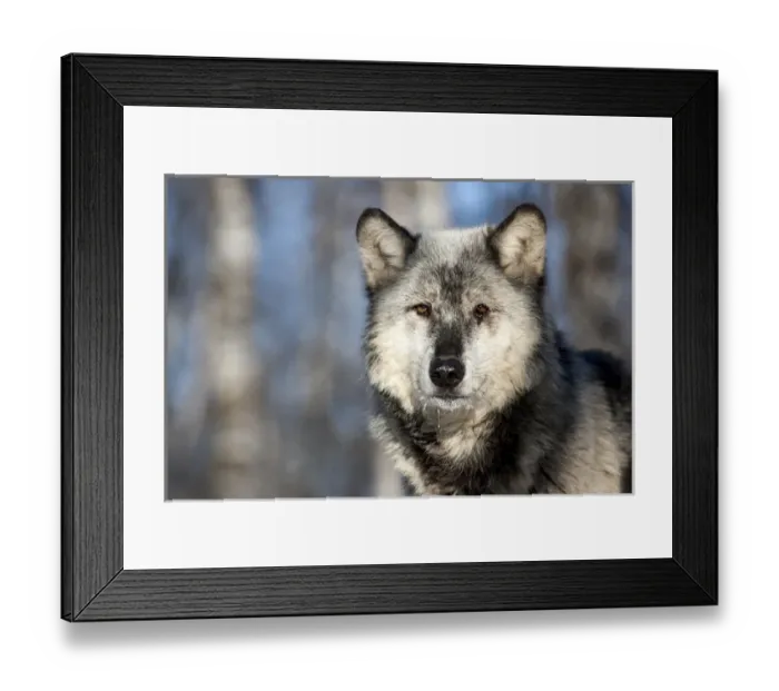 Framed Print : United States, Minnesota, Sandstone, Wolf with a Snowy Chin