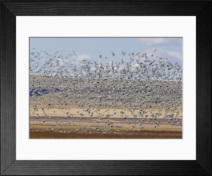 Framed Print : Snow geese during spring migration at Freezeout Lake WMA, Montana, USA Framed Print : Snow geese during spring migration at Freezeout Lake WMA, Montana, USA