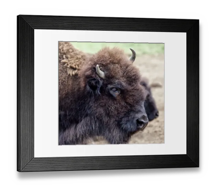 Framed Print : USA, Montana, Moiese. Bison portrait at National Bison Range Framed Print : USA, Montana, Moiese. Bison portrait at National Bison Range