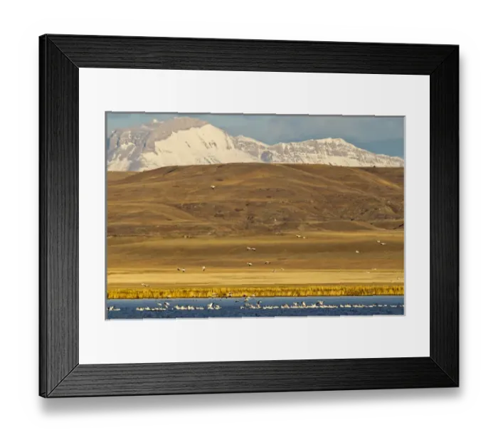 Framed Print : Snow geese during spring migration at Freezeout Lake WMA, Montana, USA